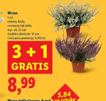 Lidl Wrzos oferta