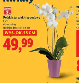 Lidl Polski storczyk trzypędowy oferta