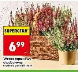 Biedronka Wrzos pączkowy dwubarwny oferta