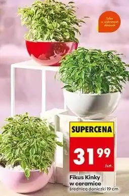 Biedronka Fikus kinky w ceramice 19 cm oferta