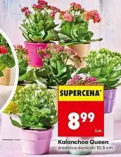 Biedronka Kalanchoe queen oferta