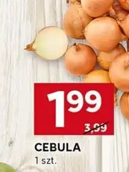 Stokrotka Optima Cebula oferta