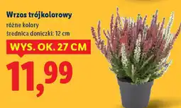 Lidl Wrzos trójkolorowy oferta