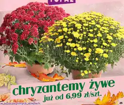Topaz Chryzantemy żywe oferta