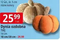 E.Leclerc Dynia ozdobna 20 cm Twj oferta