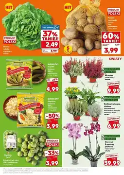 Kaufland Sałata masłowa polska oferta
