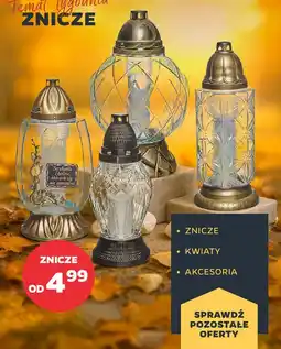 Netto Znicz oferta