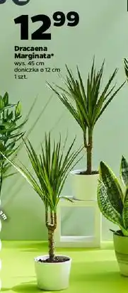 Netto Dracena marginata wys. 40-45 cm oferta