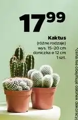 Netto Kaktus oferta