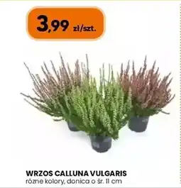 Hipper.pl Wrzos calluna vulgaris oferta