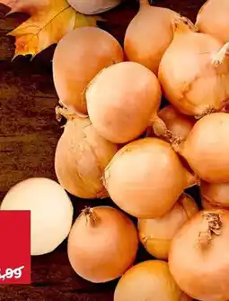 Stokrotka Cebula 1kg Stokrotka oferta