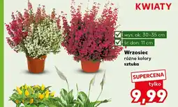 Kaufland Wrzosiec Ok oferta