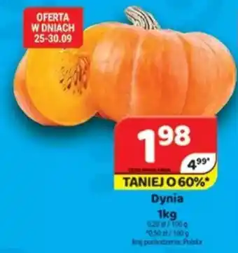 Delfin Dynia oferta