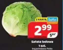 Delfin Sałata lodowa oferta