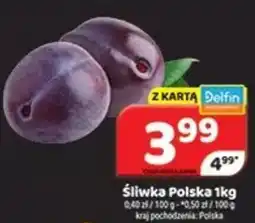 Delfin Śliwka polska oferta