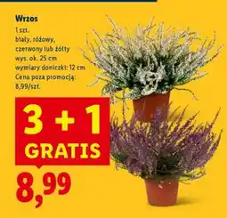 Lidl Wrzos oferta