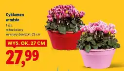Lidl Cyklamen w misie oferta