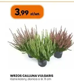 Hipper.pl Donica oferta