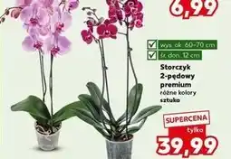 Kaufland Storczyk 2 pędowy oferta