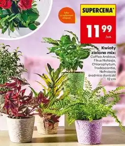Biedronka Kwiaty zielone mix oferta