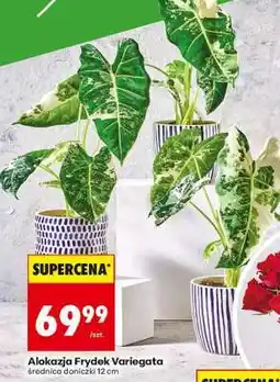 Biedronka Alokazja Frydek Variegata oferta