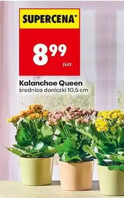 Biedronka Kalanchoe Queen oferta