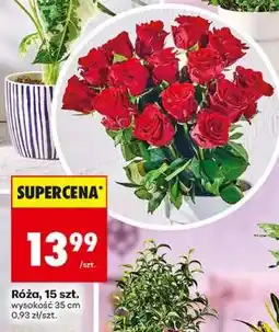 Biedronka Róźa 15 szt oferta