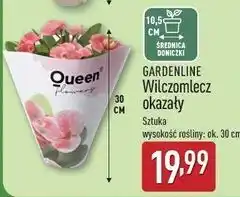 ALDI Wilczomlecz okazały Gardenline oferta