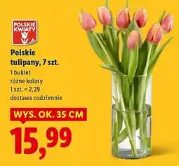 Lidl Tulipany oferta