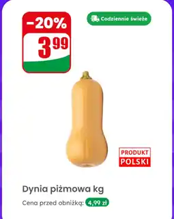 Dino Dynia piżmowa 1 kg Dino oferta