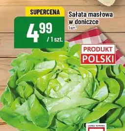 Polomarket Sałata masłowa w doniczce 1szt POLOmarket oferta