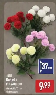 ALDI Bukiet chryzantem 37 cm Jumi oferta