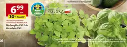 Auchan Bio bazylia XXL lub bio mięta XXL Polska oferta