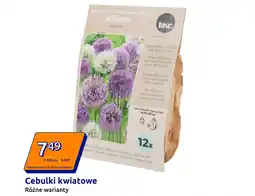 Action Cebulki kwiatowe oferta