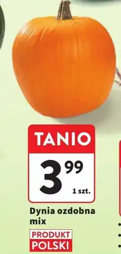 Intermarche Dynia ozdobna mix Intermarche oferta