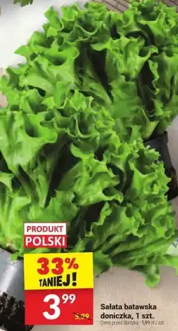 Twój Market Sałata batawska doniczkowa, 1 szt. Twój Market oferta