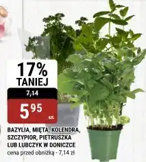 bi1 Bazylia, mięta, kolendra, szczypior, pietruszka lub lubczyk w doniczce bi1 oferta