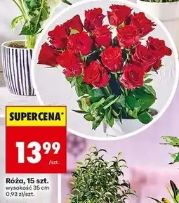 Biedronka Róże 35 cm oferta