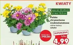 Kaufland Chryzantema średniokwiatowa oferta