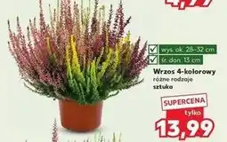 Kaufland Wrzos 4-kolorowy 13 cm oferta