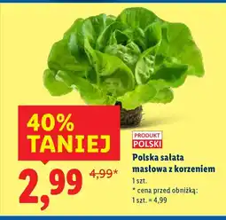 Lidl Sałata masłowa z korzeniem Lidl oferta