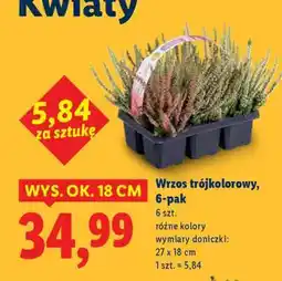 Lidl Wrzos trójkolorowy, 6-pak oferta