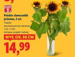 Lidl Polskie słoneczniki jesienne, 3 szt oferta