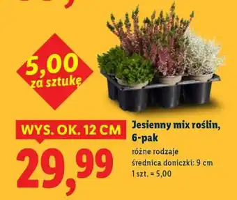 Lidl Jesienny mix roślin, 6-pak oferta