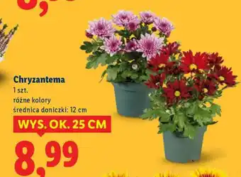 Lidl Chryzantema oferta