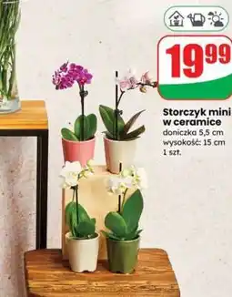 Dino Storczyk mini w ceramice oferta