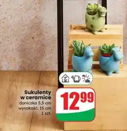 Dino Sukulenty w ceramice oferta