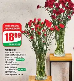 Dino Goździki oferta