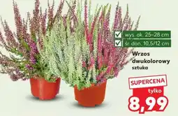 Kaufland Wrzos dwukolorowy sztuka oferta