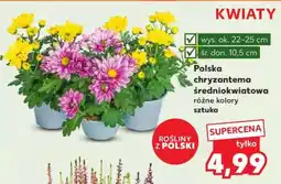 Kaufland Polska chryzantema średniokwiatowa oferta